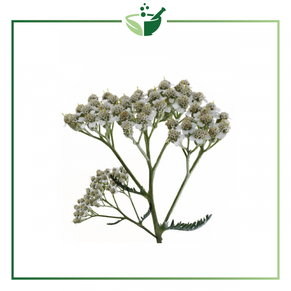 Yarrow Infused Oil